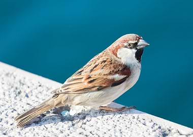 sparrow at park