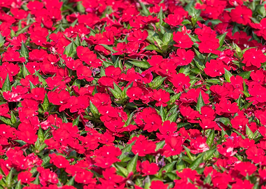 Impatiens Interspecific