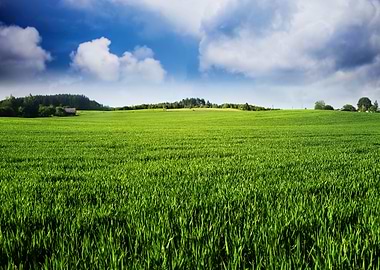Green field landscape