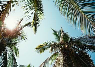 Palm Trees Palm Leaves