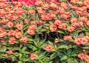 Impatiens Interspecific