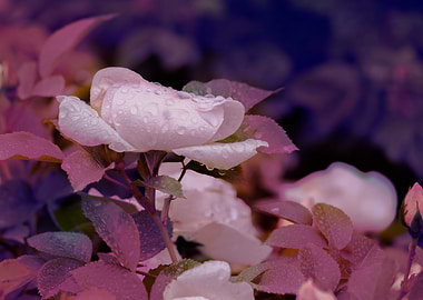 raindrops on the rose