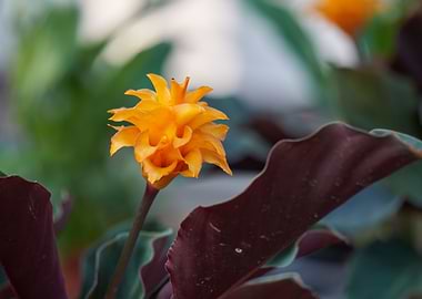 amaranth flower in bloom