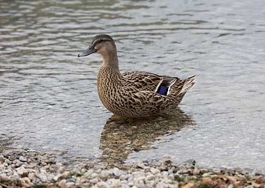 brown ducks anas castanea