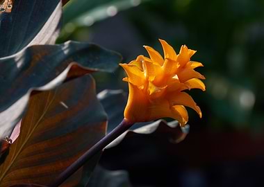 amaranth flower in bloom
