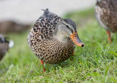 brown ducks anas castanea