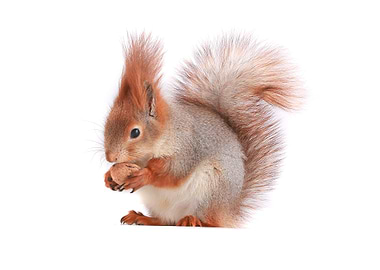 Squirrel