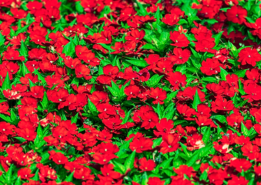 Impatiens Interspecific