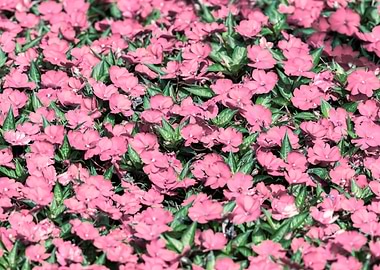 Impatiens Interspecific