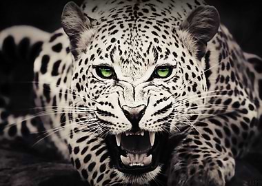 White Leopard