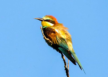 Bee eater