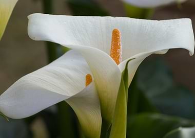 white calla lily