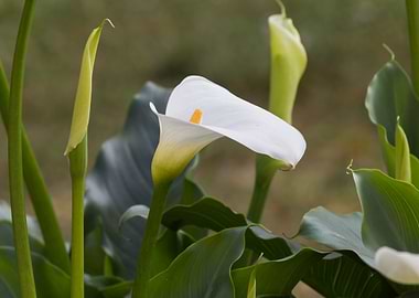 white calla lily