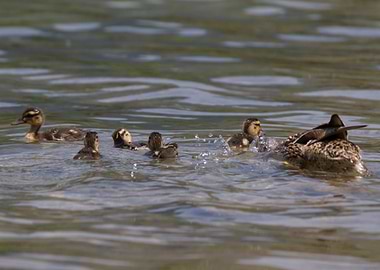 ducklings at lake