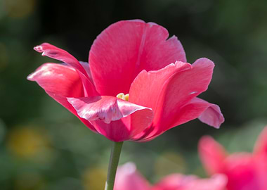 pink tulip in the garden