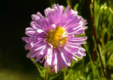 Aster
