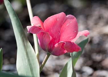 pink tulip in the garden