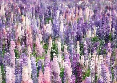 Lavender Flowers