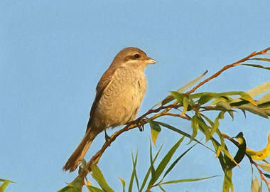 Red backed shrike