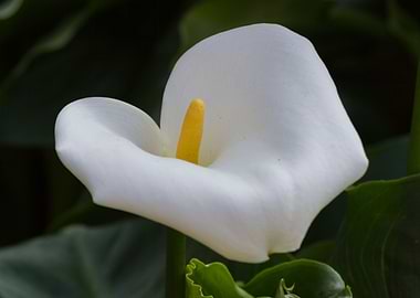 white calla lily