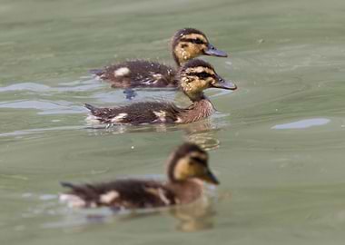 ducklings at lake