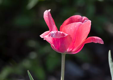 pink tulip in the garden