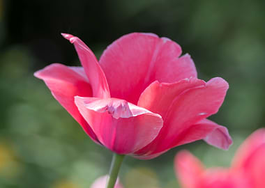 pink tulip in the garden