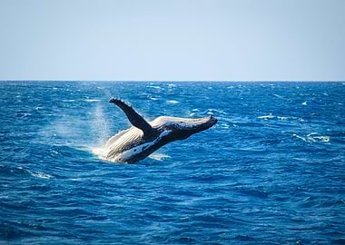 Whales