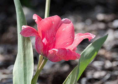 pink tulip in the garden