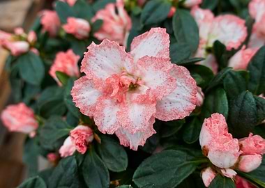 pink azalea