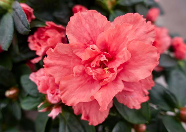 orange azalea
