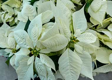 variety of poinsettia