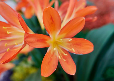 clivia in the garden