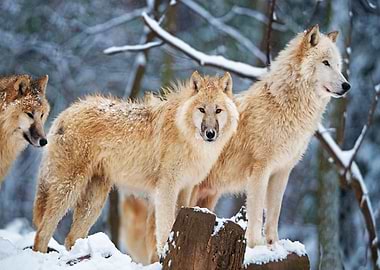Winter wolfs
