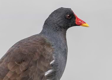 moorhen at lake