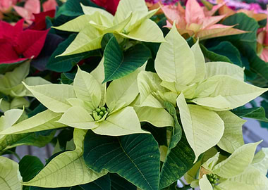 variety of poinsettia