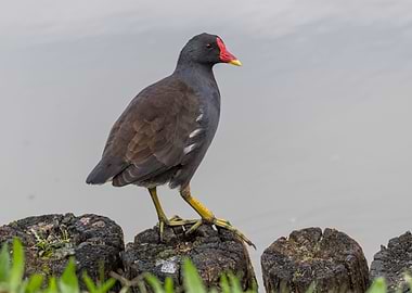 moorhen at lake