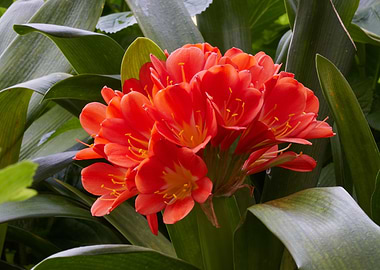 clivia in the garden