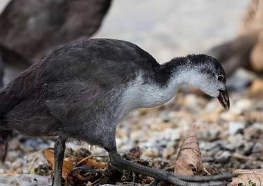 moorhen at lake