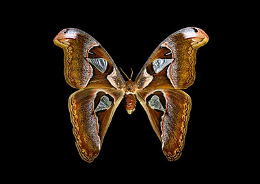 Atlas moth butterfly