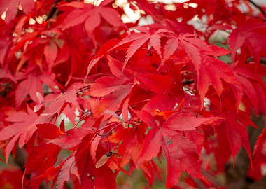 red leaf