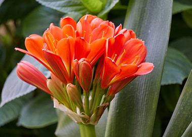 clivia in the garden