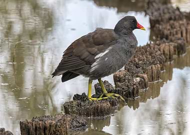 moorhen at lake