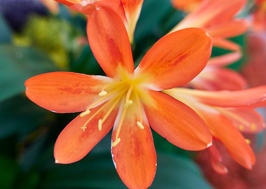 clivia in the garden