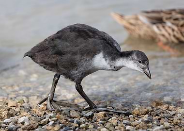 moorhen at lake
