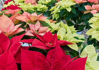 variety of poinsettia