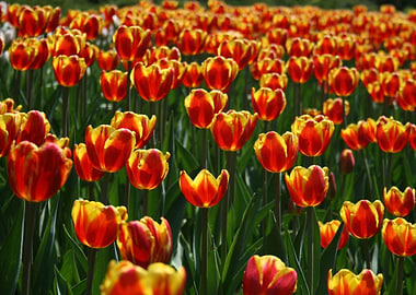 tulips red and yallow