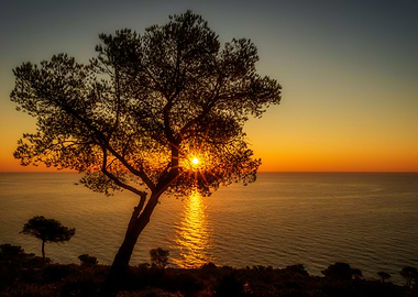 Silhouette of lonely tree