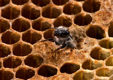 Birth of a Bee