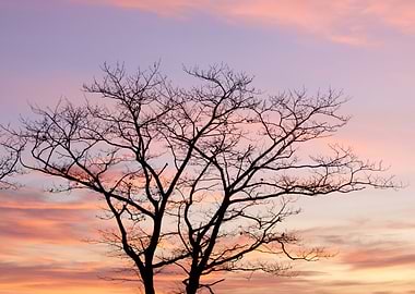 Tree Silhouette